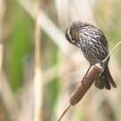Female Redwing